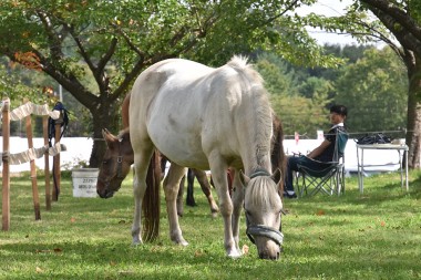 八幡平市で「馬とのふれあい・乗馬体験」開催