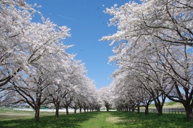 水沢競馬場の桜並木を一般開放します