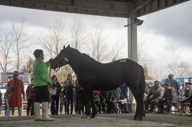 軽米重種馬市場・春市場」が開催されました