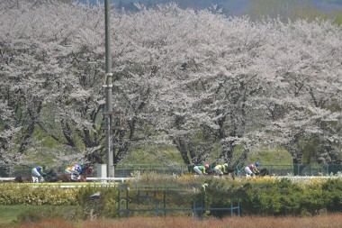 水沢競馬場の桜並木が開放されました