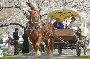 北上展勝地で観光馬車が運行中